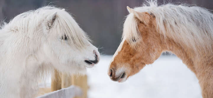 derby pferde supplemente banner